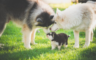 Are You Considering Breeding Your Female Puppy? Here are 36 Important Questions, Considerations and Need To Knows