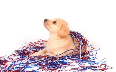 Fireworks: How To Prepare Your Puppy For A Fearless July 4th! – With A Real-Life Example