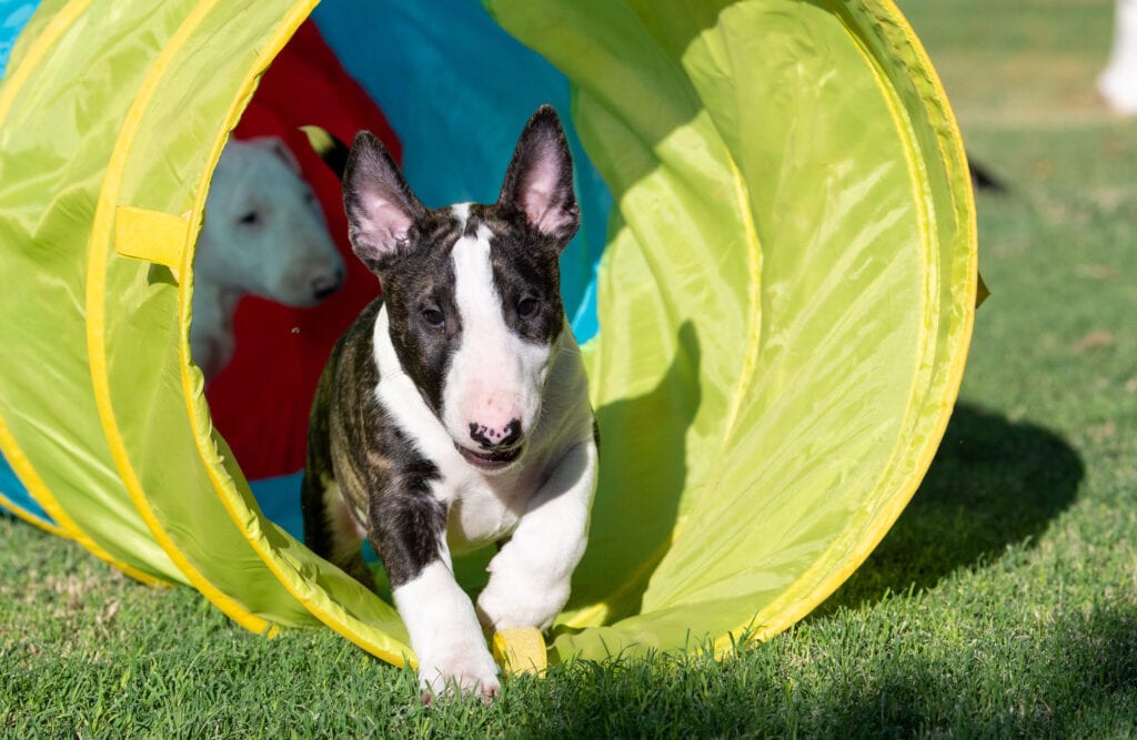 English Bull Terrier puppy learning to confidently go through a tunnel