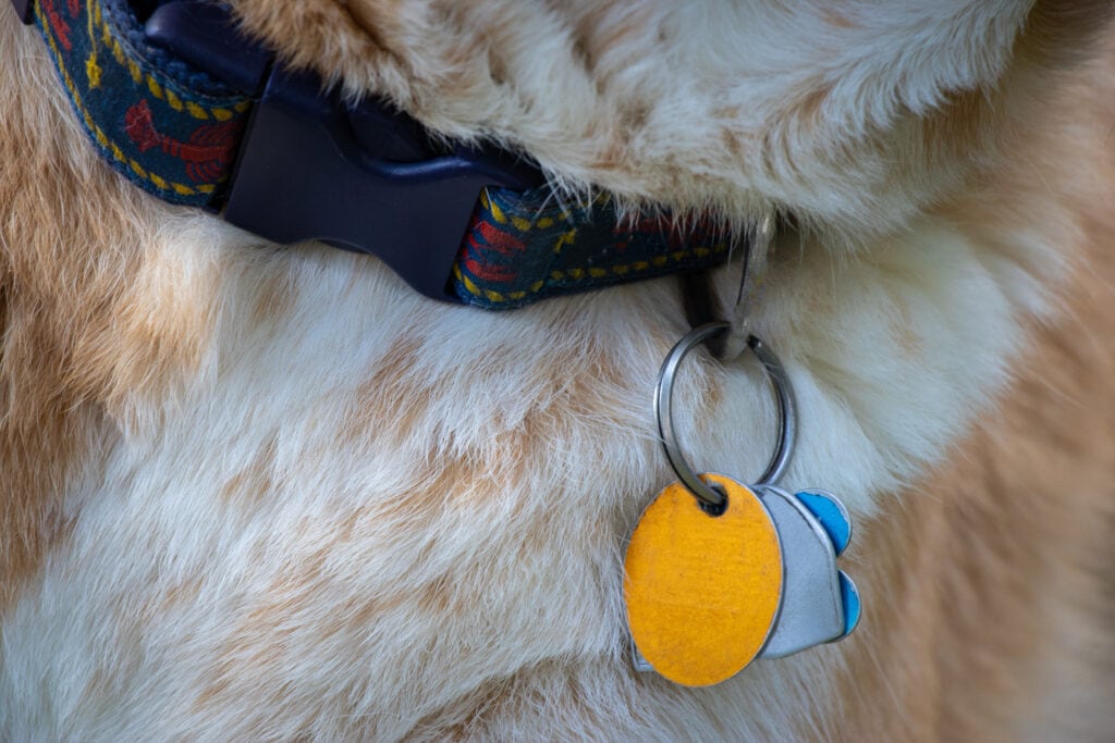 if fireworks scare your dog, ID tags and microchips are something you need to make sure are up to date and worn