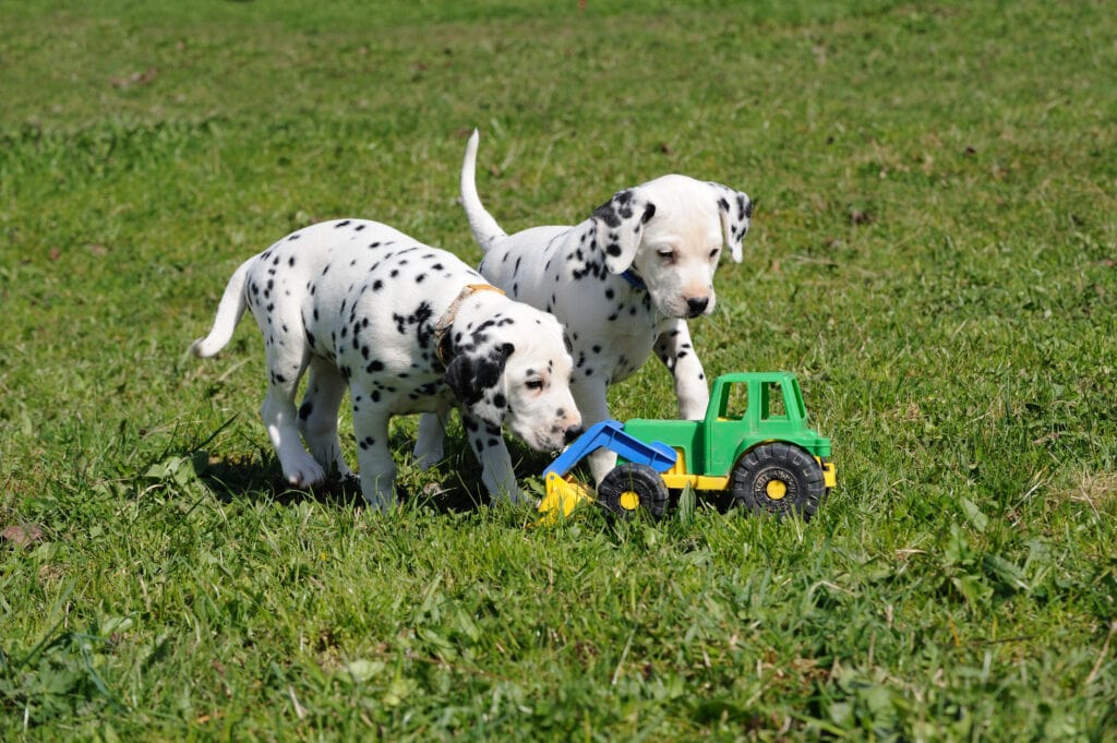 Dalmatian puppies experiencing a new toy cautiously.