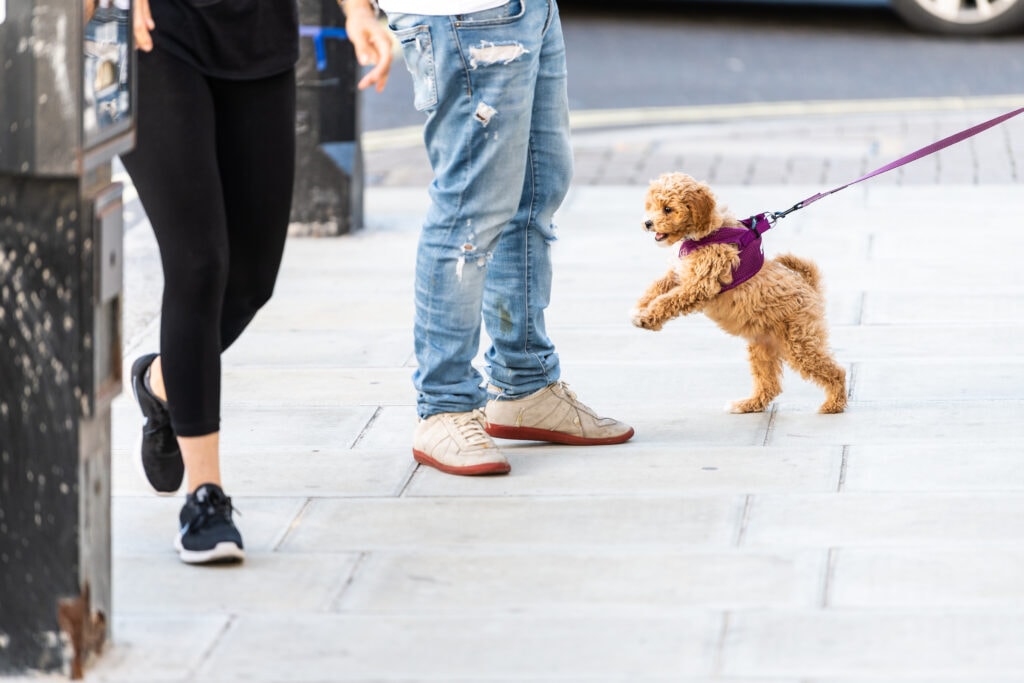 cockapoo puppy socializing with people