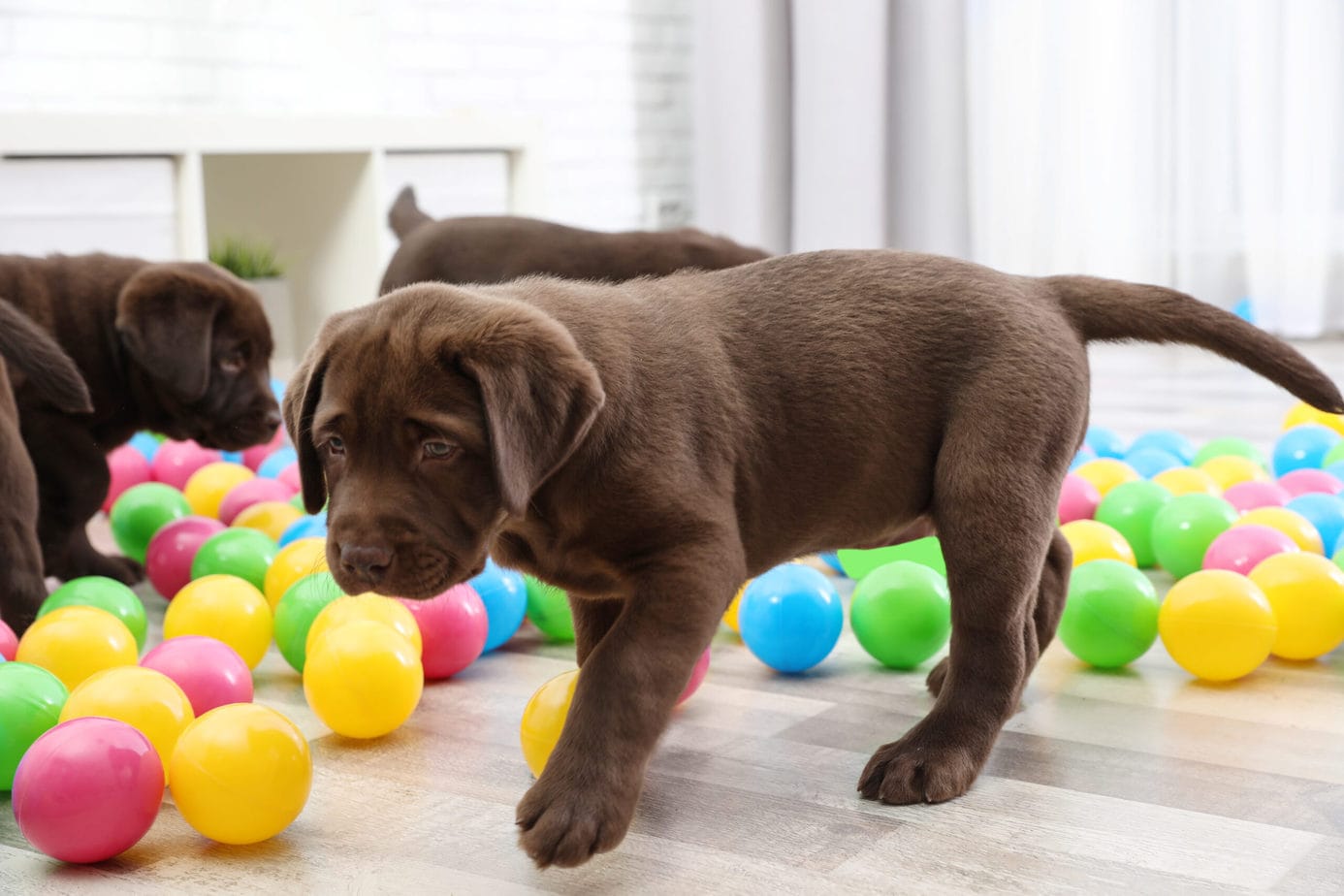 How To Socialize Your Playful Puppy – Socialization Simplified!