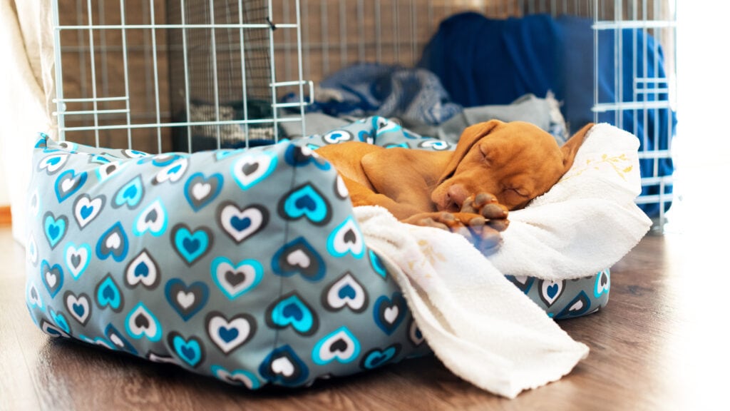 Viszla puppy sleeping in her bed