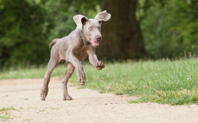 How To Survive A Problematic Teenage Puppy – 7 Tips From A Professional!