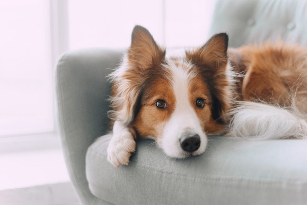collie puppy being left home before july 4th fireworks