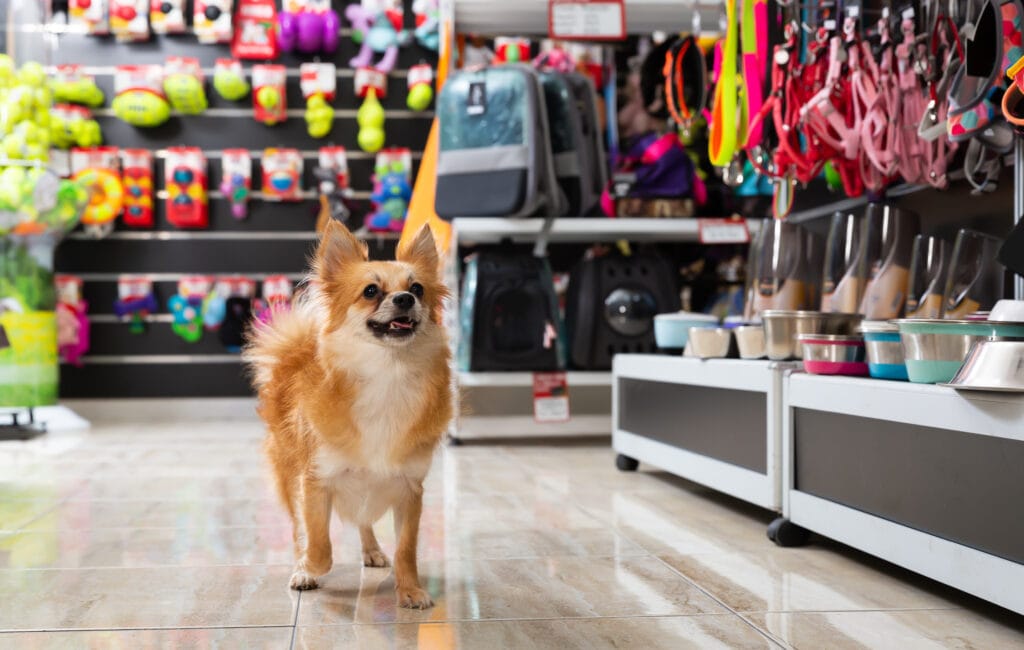 dog in a shop, helping tire him out ahead of july 4th fireworks