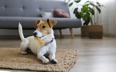 6 Easy Tips For When Puppy Training Becomes Stressful, Exhausting, And Stops Working