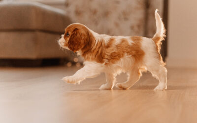 12 Socialization Questions To Set Your Puppy Up For Success