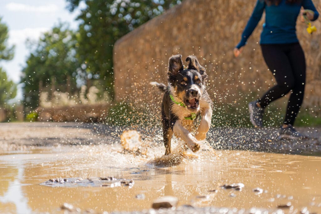 crazy collie puppy loving the socializing experience of a puddle! 