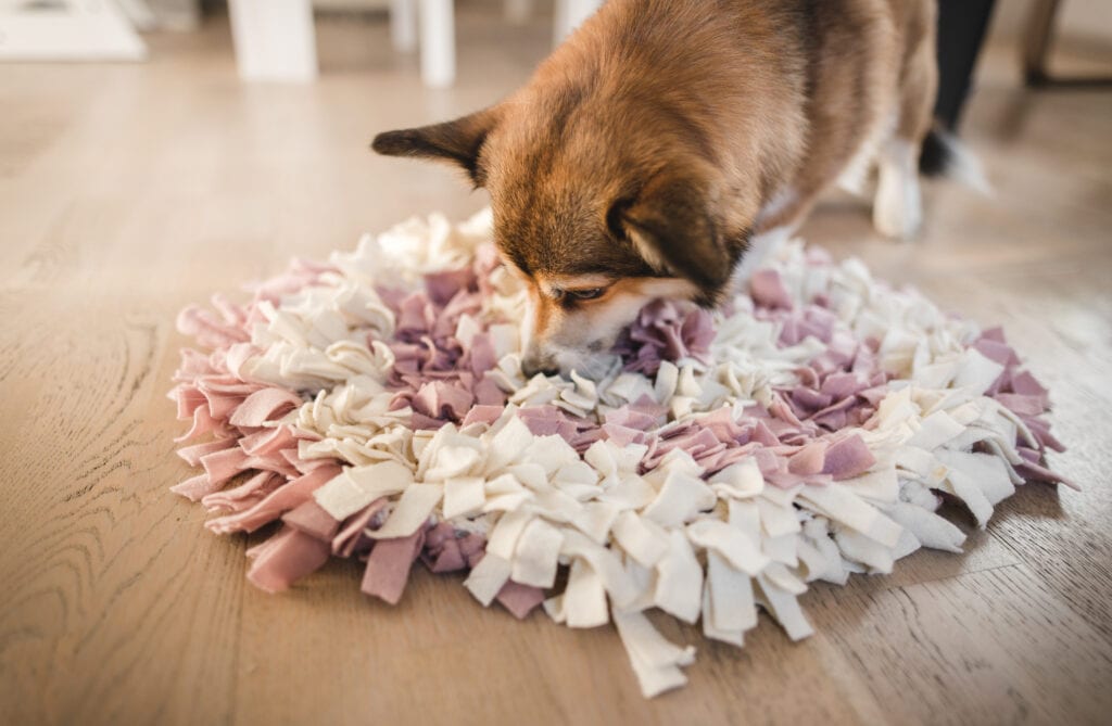Corgi pup playing with a snuffle mat, felt strips are attached to a mat creating a great surface for your puppy to snoot through