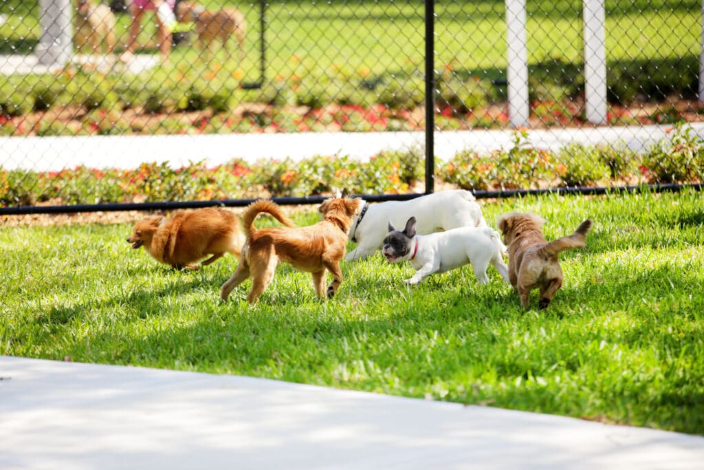 lots of small dogs playing, and seemingly quite nicely! This might be a nice spot to include a puppy for a little socialization
