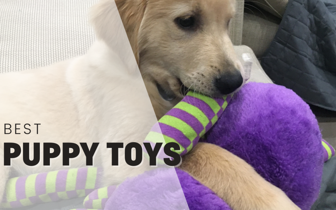 2024’s Best Puppy Toys – And They’re All On Amazon!