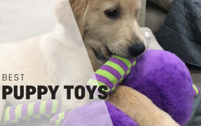 2024’s Best Puppy Toys – And They’re All On Amazon!