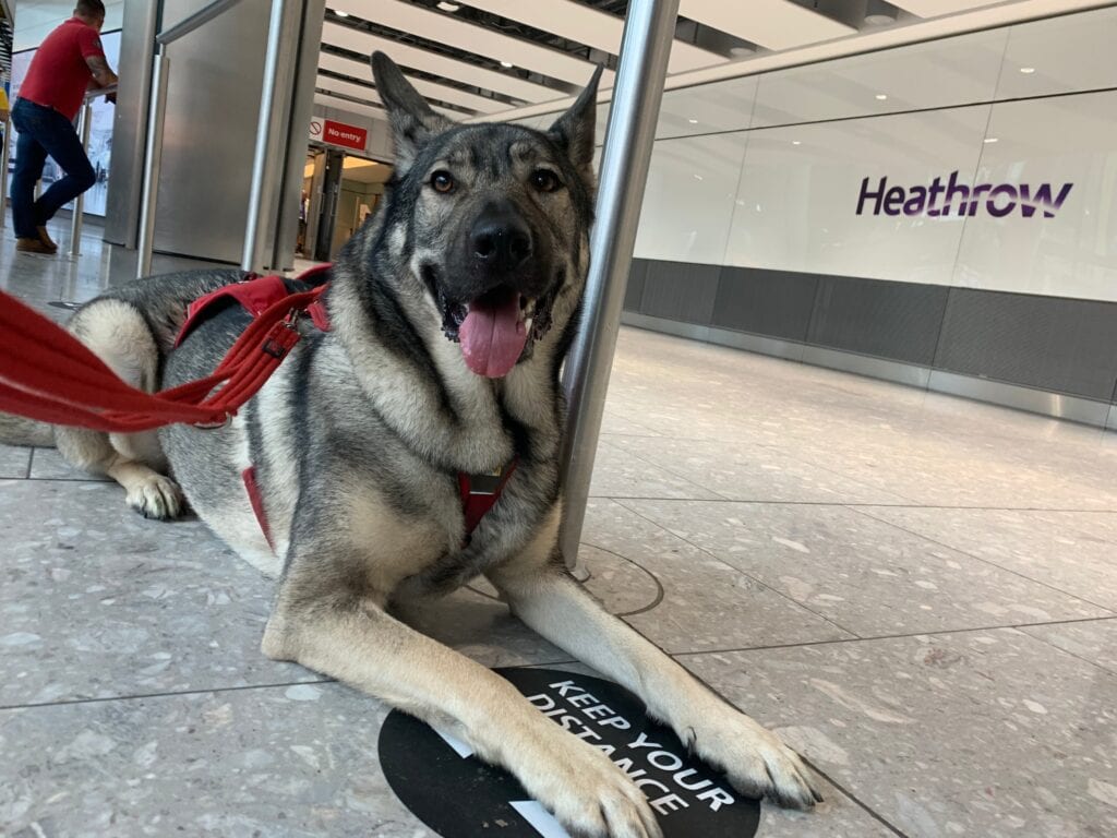 Indie my German Shepherd cross at Heathrow Airport, this was socializing and desensitizing him to the environment before the journey