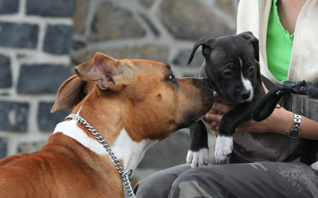 What Age Should I Introduce My Puppy To My Other Dog?