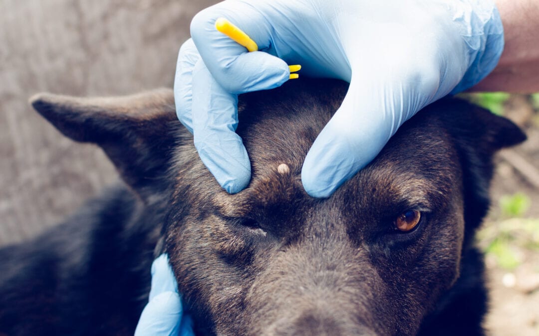 Best Tick Control For Dogs