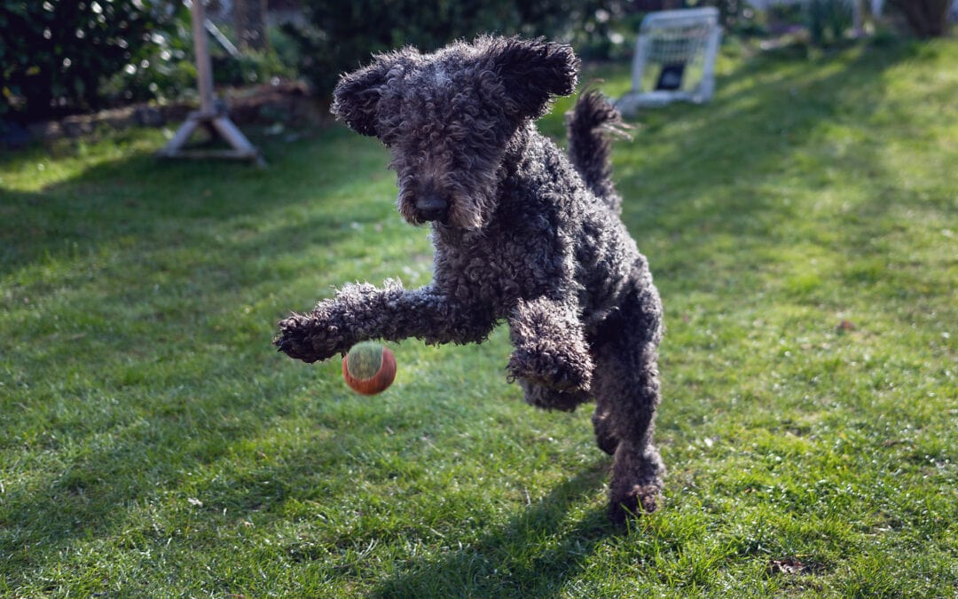 Why Do Dog People Hate Doodles?