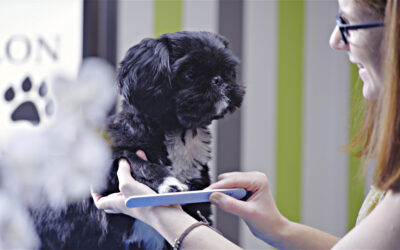 Dog And Puppy Claws: How To Easily Maintain Claws At Home In 6 Simple Steps