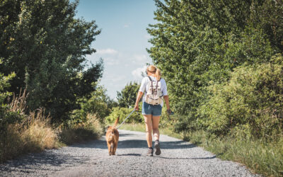 Your Dog Walker: Which Is Better, The Neighbours Kid Or A Professional Dog Walker?