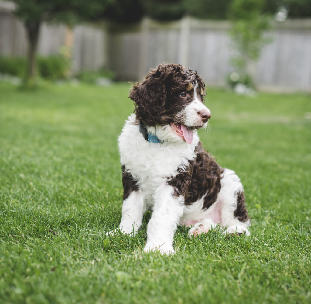 a bernedoodle is one of the many doodle cross (bernese mountain dog and poodle in case you're wondering!)