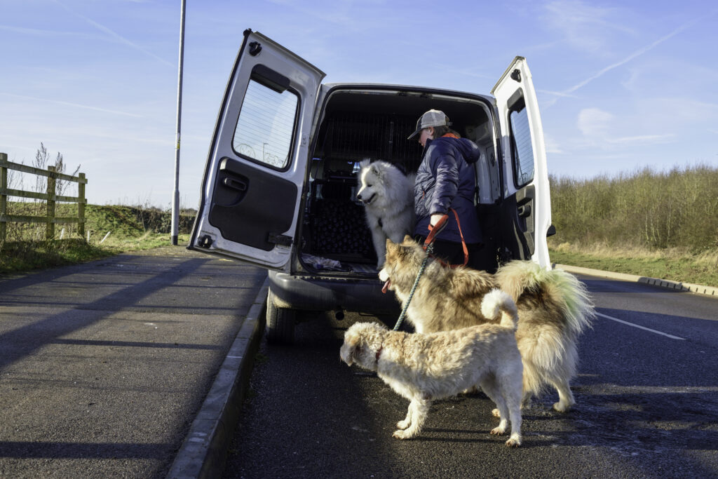 a professional dog walker knows their dogs and socialization becomes easy.