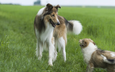 How To Train Your Puppy Without Excluding Your Existing Dog.