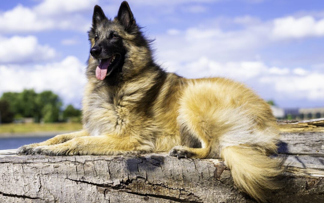 If My Dog Has Seizures Can His Or Her Puppies Have Them Too?