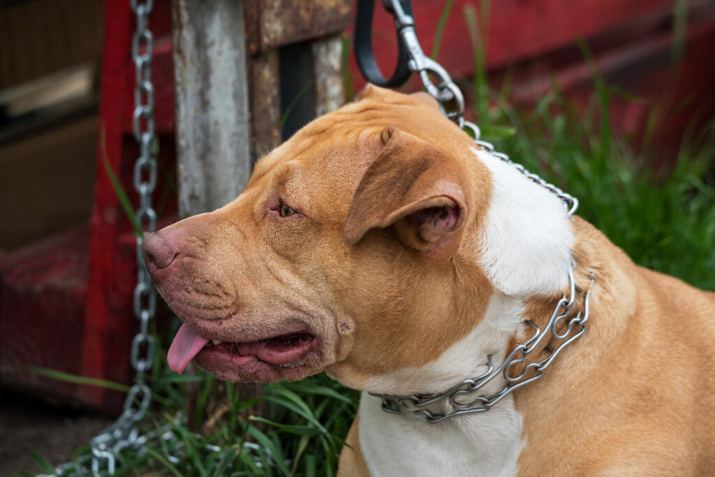 dog tethered to a railing by a prong collar