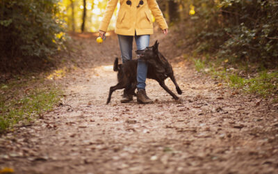 5 Fun & Practical Tricks For Your Puppy To Learn