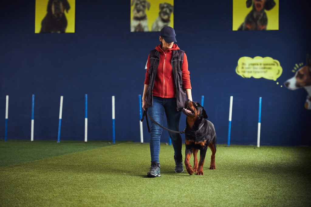 rottie learning loose leash in a training hall