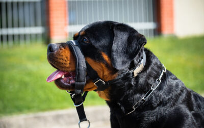 Are Head Collars For Dogs Making Puppy Parents Lazy?