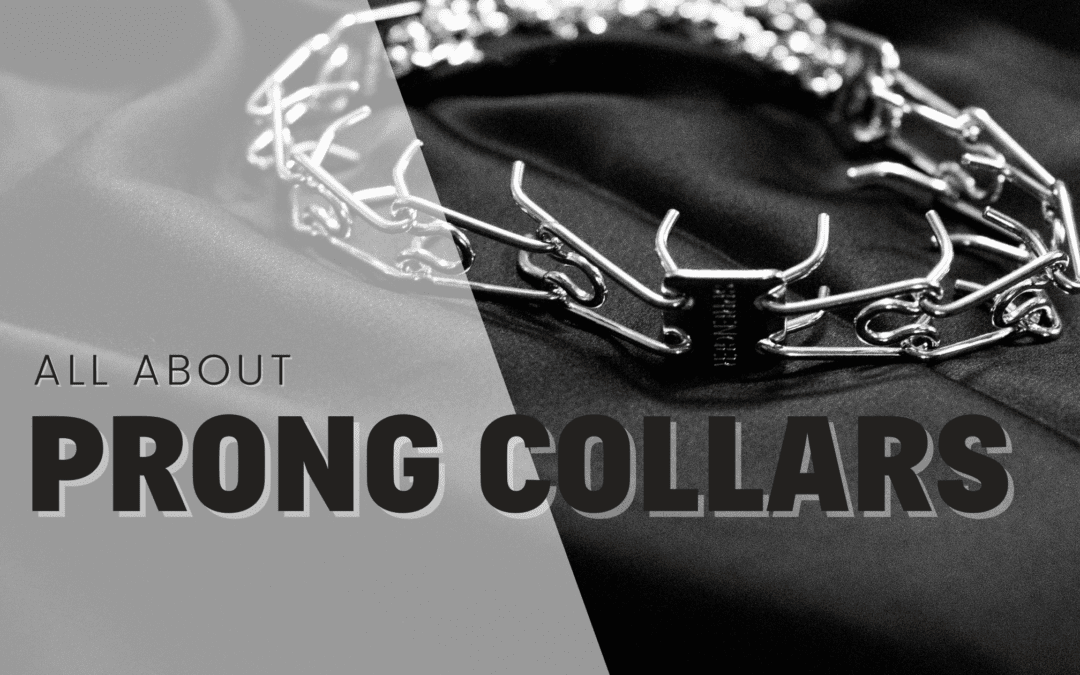 Prong Collars: Everything you need to know (2024)
