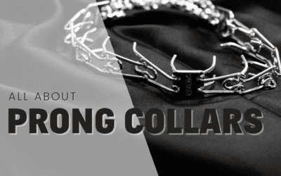 Prong Collars: Everything you need to know (2024)