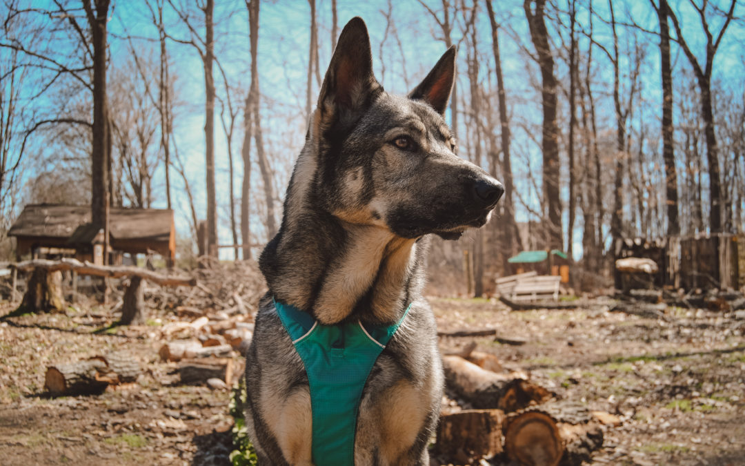 The Rebarkable Dogs: A German Shepherd Cross Called Indie