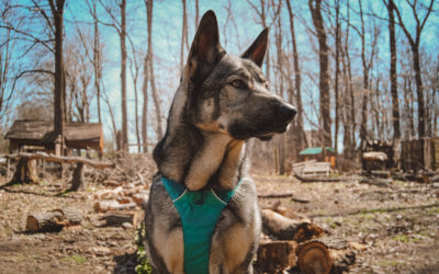 The Rebarkable Dogs: A German Shepherd Cross Called Indie