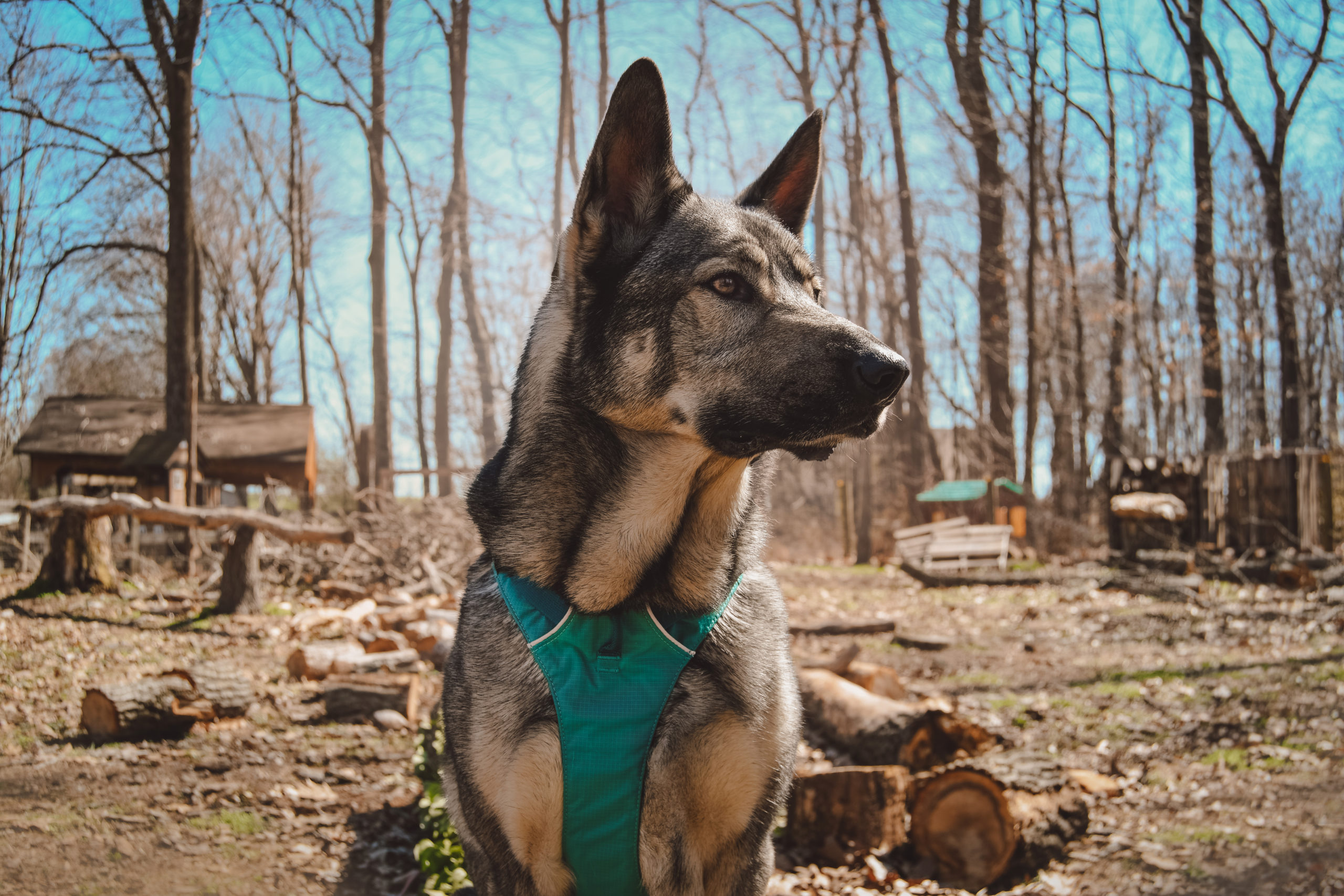 Indie the German Shepherd Ali Smith's original reactive dog