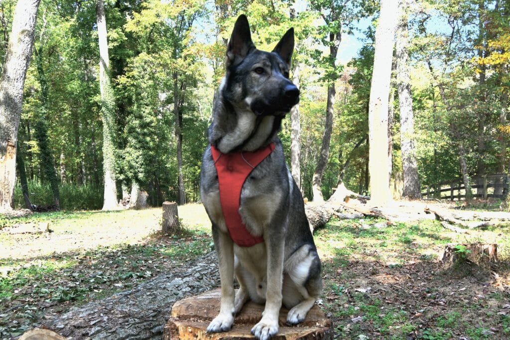 Rebarkable Indie Ruffwear