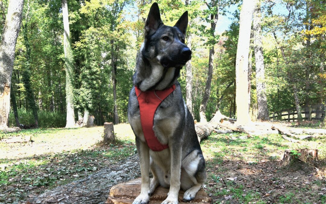 Ruffwear Front Range Harness: The Fit, The Durability & Everything Else – An Honest Review