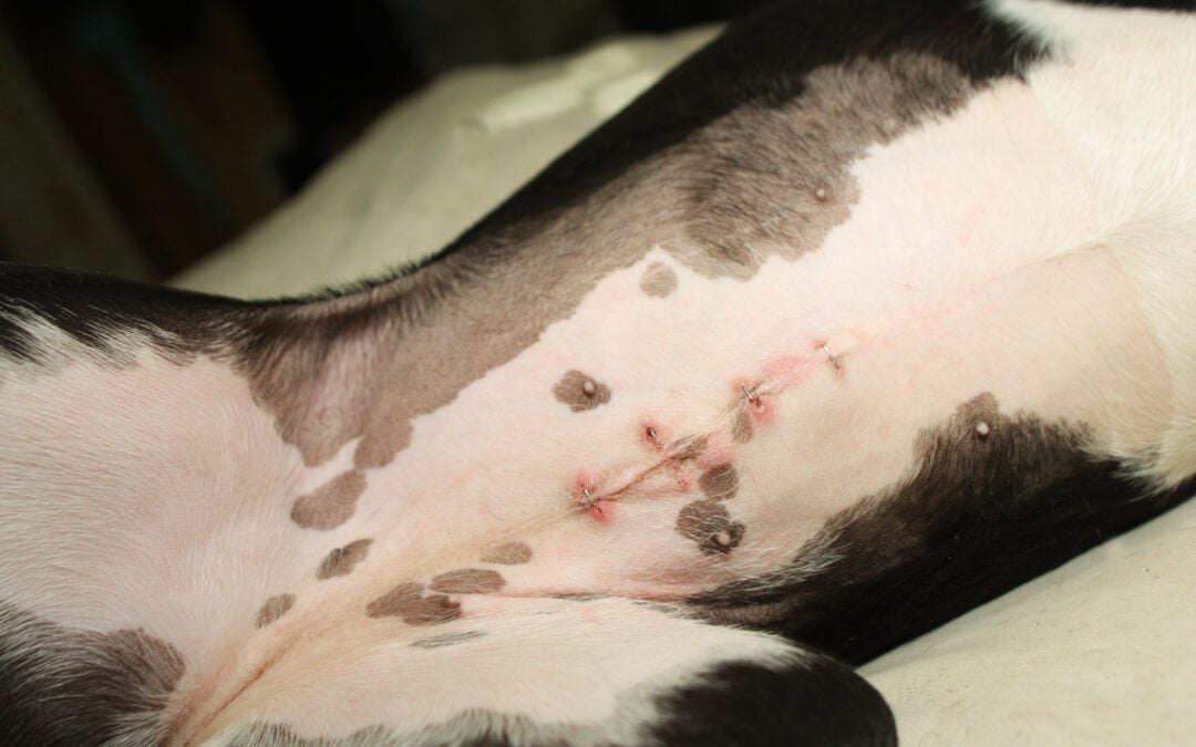 Ultimate FAQ About Spaying your Dog – 43 Questions, Answered.