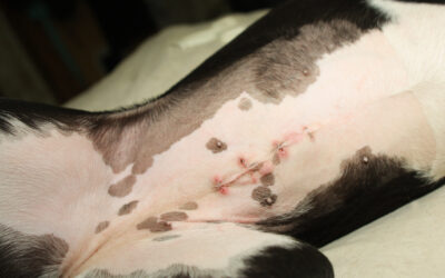 Ultimate FAQ About Spaying your Dog – 43 Questions, Answered.