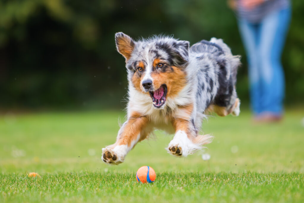 australian shepherd chasing a ball