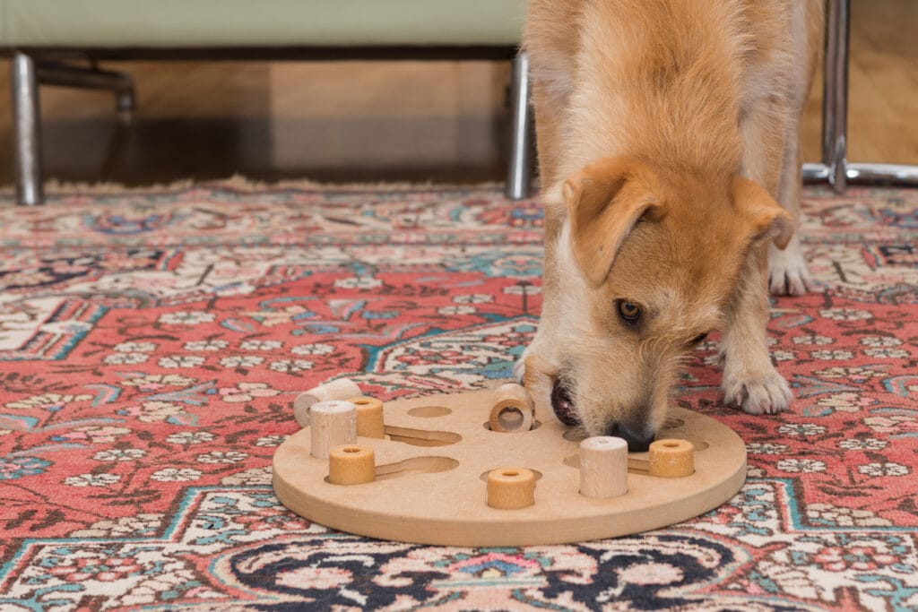 puzzles like this are great for dogs who are post-surgery and in recovery
