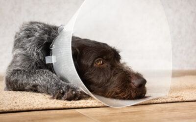 Ultimate FAQ About Neutering Your Dog – 47 Questions Answered.