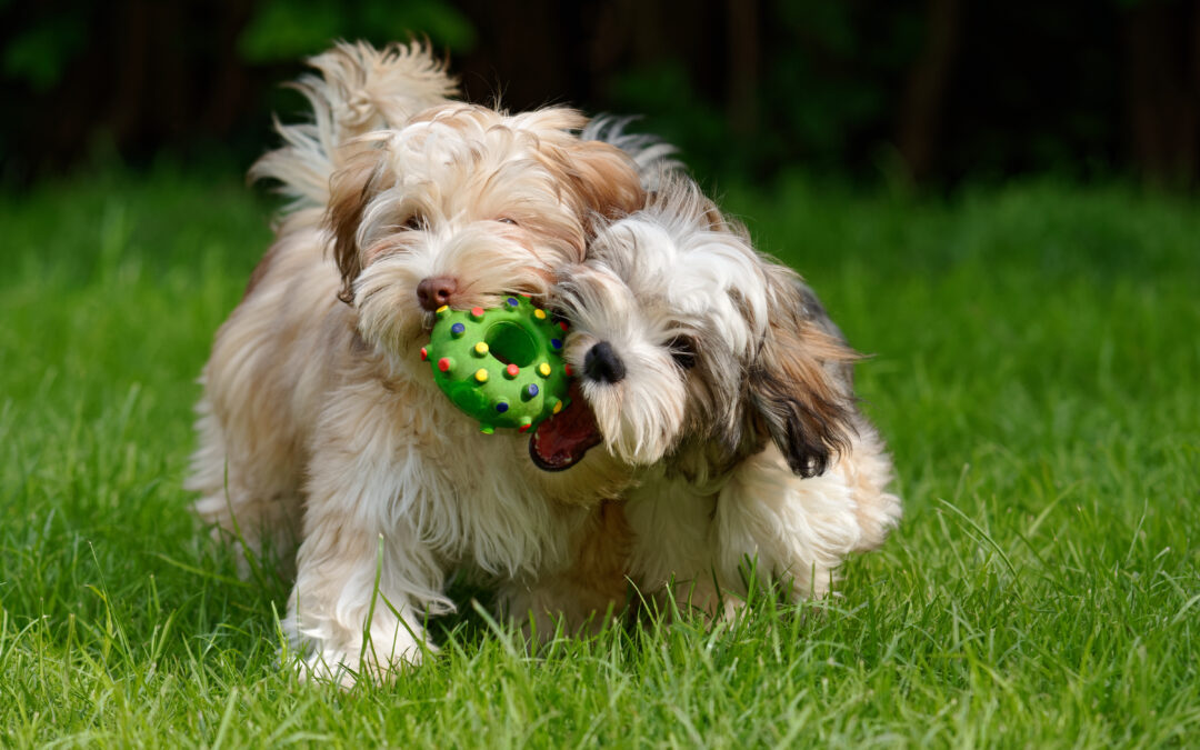 When Should I Get A Second Puppy?