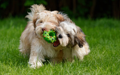 When Should I Get A Second Puppy?