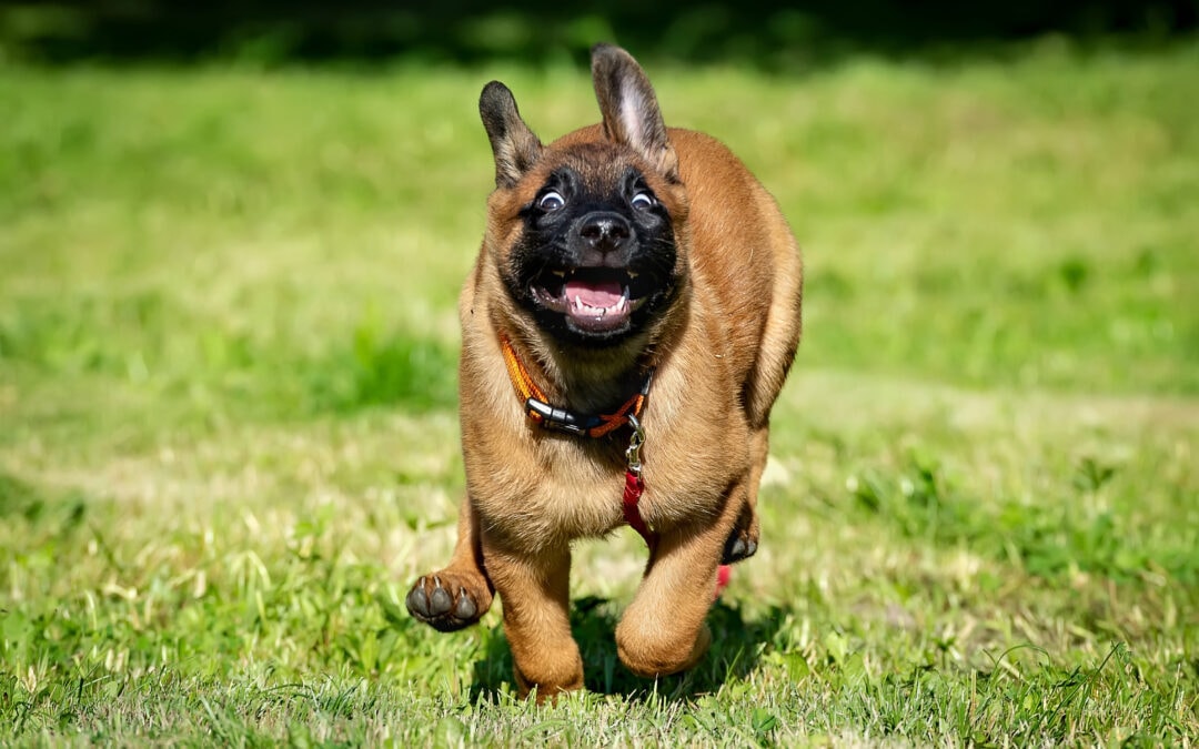 Zoomies: 4 Reasons For Your Puppy’s Secret Stash Of Energy.