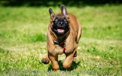 Zoomies: 4 Reasons For Your Puppy’s Secret Stash Of Energy.