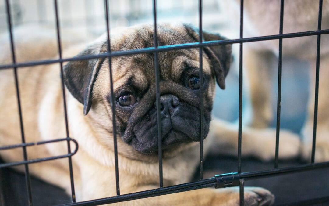 The Rebarkable Crate Training Information Center!