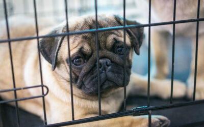 The Rebarkable Crate Training Information Center!